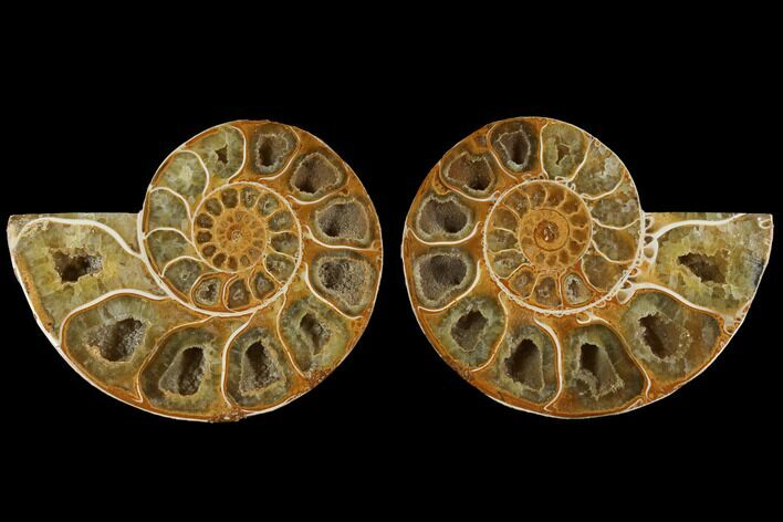 Cut & Polished, Agatized Ammonite Fossil- Jurassic #110780